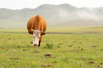 Rinder Kühe Mongolei Viehzucht