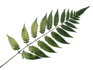 Close up of a delicate green fern frond against a dark background
