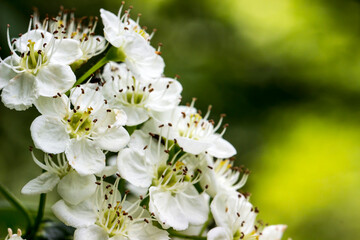 white flowers of spiraea wangutta on a blurred green background with highlights. close-up. natural...