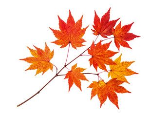 Autumn leaves fall foliage maple leaf orange and red fall season tree on transparent background
