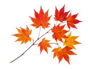 Autumn leaves fall foliage maple leaf orange and red fall season tree on transparent background