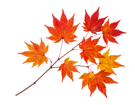 Autumn leaves fall foliage maple leaf orange and red fall season tree on transparent background