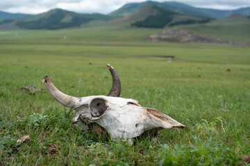 Tierknochen in der Steppe Schädel