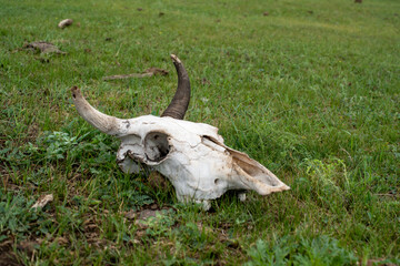 Tierknochen in der Steppe Schädel