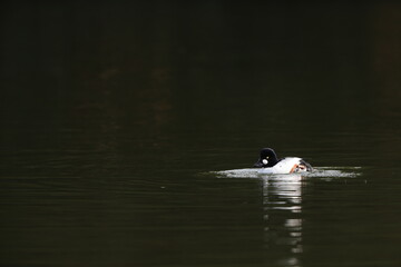 Common Goldeneye (Bucephala clangula) male in Japan