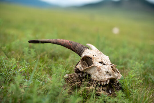 Tierknochen in der Steppe Sch&auml;del