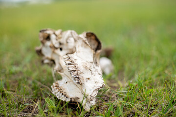 Tierschädel Knochen Ziegenschädel schaf