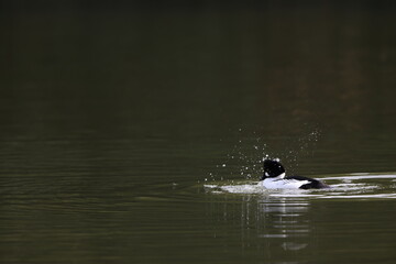 Common Goldeneye (Bucephala clangula) male in Japan