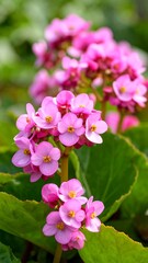 Obraz premium Close-up of pink flowers (2)