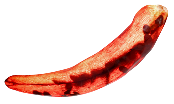 red ground paprika or dry chili pepper isolated