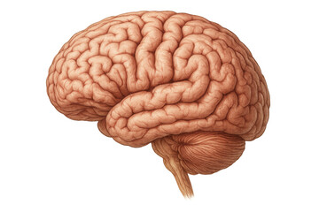 Highly detailed illustration of a human brain, showcasing its complex structure and textures, isolated on a transparent background