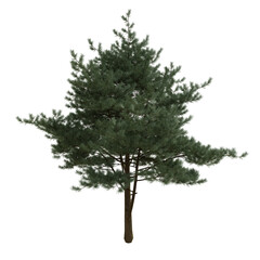 evergreen pine fir trees isolated on white or transparent background. spruce tree. pinaceae needled...