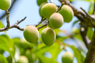 青空の下で実る若い梅の実