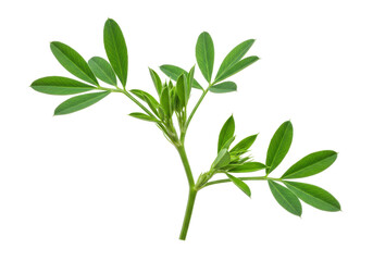 Close-up of a vibrant green plant branch with multiple leaves against a transparent background