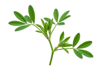 Close-up of a vibrant green plant branch with multiple leaves against a transparent background
