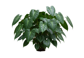 Lush green plant with heart-shaped leaves, thriving in a bright indoor environment