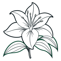 vector illustration of lily