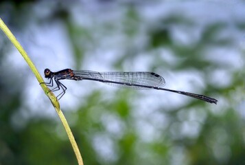 close up of a dragonfly