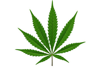 Detailed close-up of a vibrant green cannabis leaf isolated on a white background
