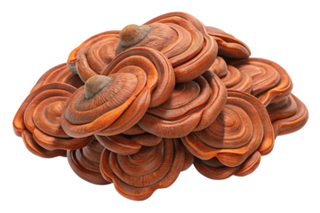 Close up of a cluster of organic swirling textured brown and orange shapes isolated on transparent background