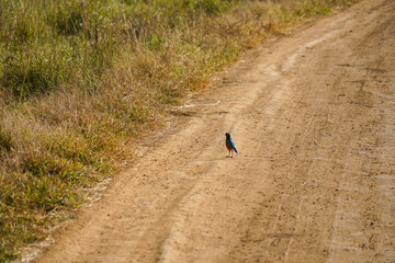 walking on the road