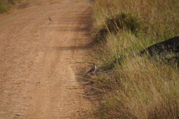 walking on the road