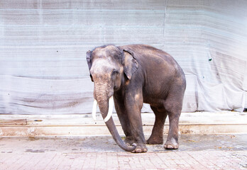 Elephants large are animal symbol of Thailand. Young elephant shakes its head on temple grounds with white cloth is background.