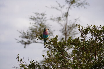 bird on a branch