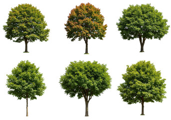 A vibrant collection of six trees showcasing seasonal changes in foliage, set against a clear background