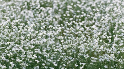 White Flower Field Landscape