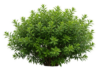 Lush green bush thriving in a garden setting with vibrant foliage and natural beauty