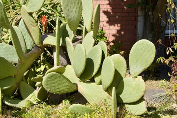 Large cactus in the Tropical Botanical Garden
