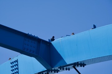 Pigeons resting on blue steel