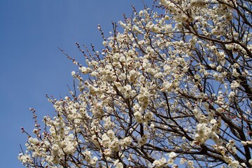 Scenery of white plum blossoms and blue sky