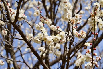 Close-up of white plum blossoms