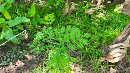 Illinois Bundleflower (Desmanthus illinoensis) In garden