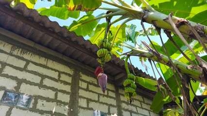 photo of a banana tree bearing fruit