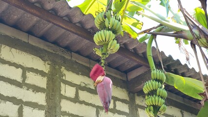 photo of a banana tree bearing fruit