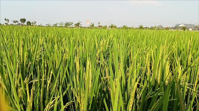 rice field in indonesia east java