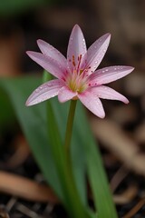Fototapeta premium Delicate pink star shaped flower with detailed petals