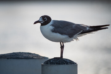 Laughing Gull (Leucophaeus atricilla) Standing on Dock Post
