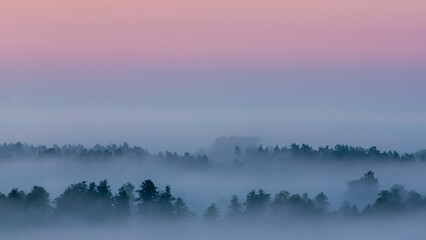 Foggy forest at dawn with pastel sky