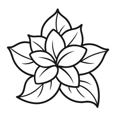 vector illustration of a jasmine flower