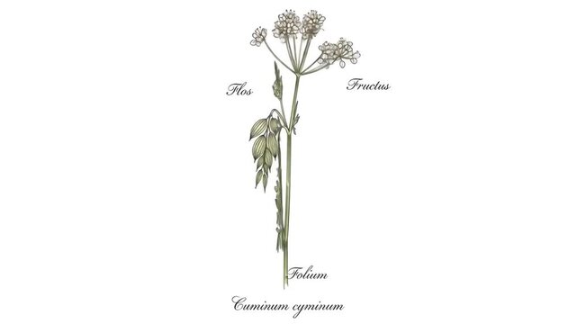 Cuminum Cyminum: Botanical Illustration of Flower, Fruit, and Leaf