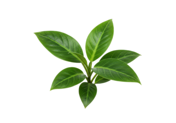 Lush green plant with vibrant leaves isolated on a white background, ideal for nature themes