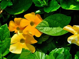 yellow flower in the garden