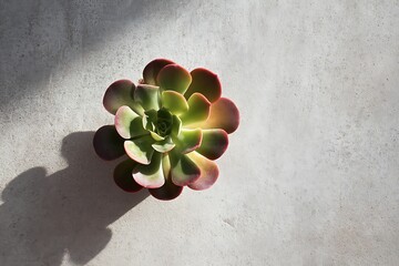 green plant in a pot