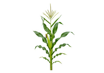 Fototapeta premium Lush green corn plant standing tall against a clear background, showcasing growth