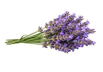 Fototapeta premium A vibrant bouquet of lavender flowers arranged elegantly on a white background (1)