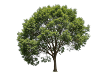 Lush green tree with a full canopy standing alone against a clear blue sky (1)